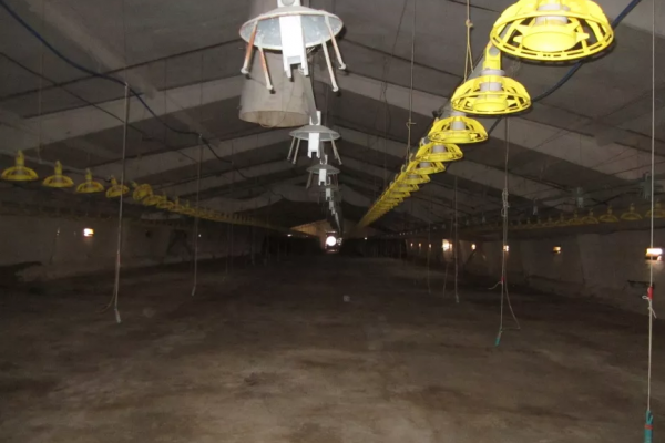 Poultry production business (poultry growing, slaughtering and processing)